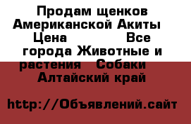 Продам щенков Американской Акиты › Цена ­ 25 000 - Все города Животные и растения » Собаки   . Алтайский край